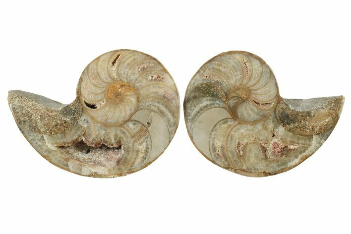 Jurassic Cut & Polished Nautilus (Cymatoceras) Fossil -Madagascar #241132